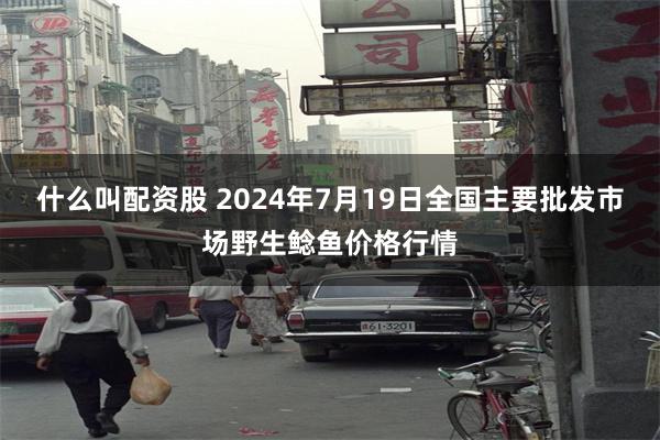 什么叫配资股 2024年7月19日全国主要批发市场野生鲶鱼价格行情